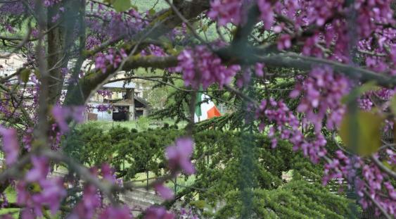 In primo piano albero fiorito, sullo sfondo rovine causate dal sisma e bandiera d'Italia